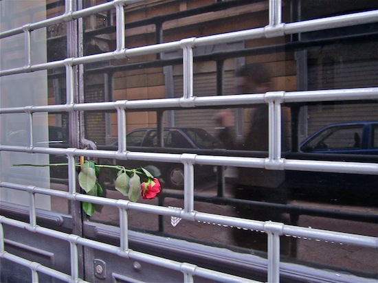 rosa