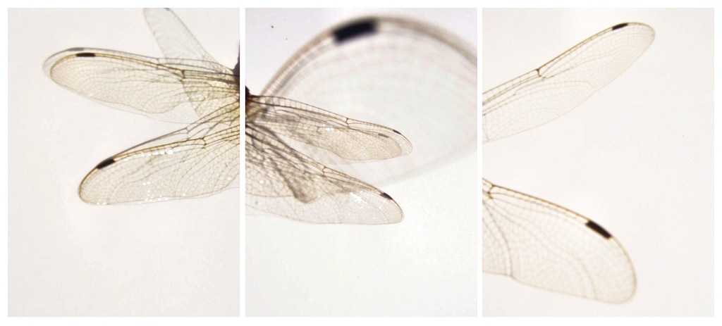 libellula